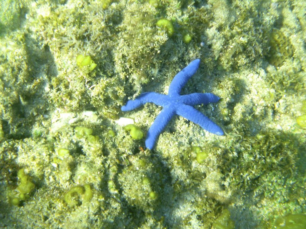 Blue Seastar Cottages Agpudlos Kültér fotó